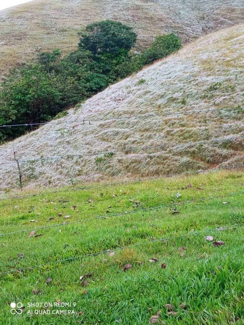 Pasture and hillside vegetation